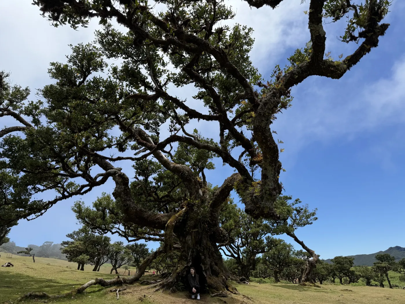 Ancient Fanal forest in Madeira